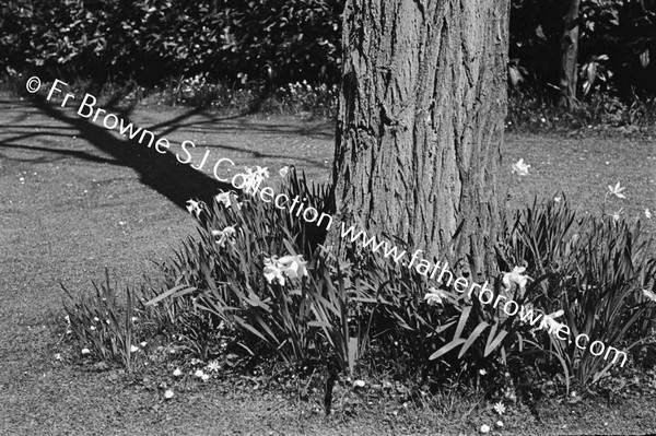 ST EDMONDSBURY HOSPITAL GROUNDS